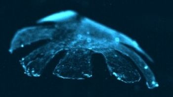 Bio-engineered Jellyfish Swim