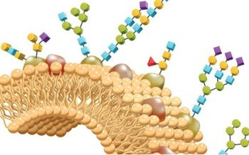 HPLC/UHPLC Column for Analysis of Challenging Glycans and Glycan Isomers