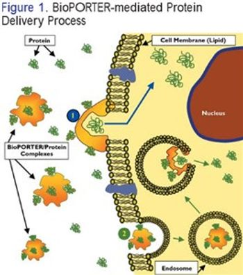 Efficient Delivery of Proteins into Living Cells