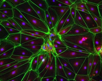 Diverse Pharmacological Modulators for Targets, Pathways and Processes