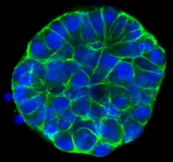 New Reagents for Organoid Growth and Harvesting