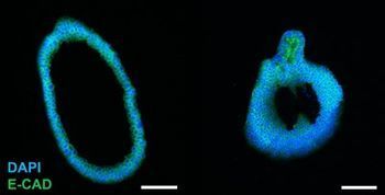 Organoid Progenitor Cells Suitable for Gene Editing