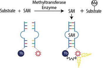 BellBrook Labs Launches Ultra-Sensitive Methyltransferase Assay to Accelerate Epigenetic Drug Discovery