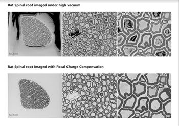 New Focal Charge Compensation mode for ZEISS field emission scanning electron microscopes improves image quality
