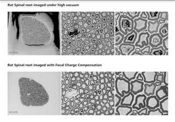 New Focal Charge Compensation mode for ZEISS field emission scanning electron microscopes improves image quality