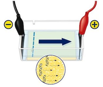 Electrophoresis: The Electro-Kinetic Phenomenon