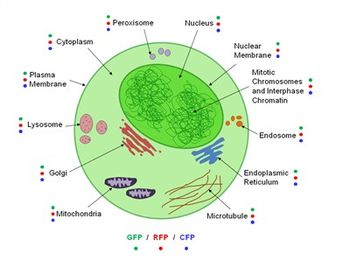 Lentiviral particles provide labels for organelles