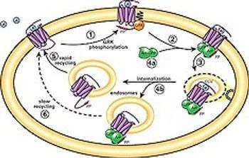 Molecular Devices - Transfluor Cell-Based GPCR Assay