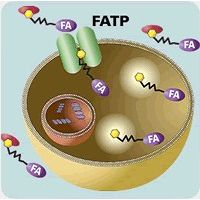 Molecular Devices - QBT Fatty Acid Transporter Assay
