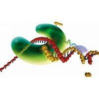 Thermo Scientific - Phusion DNA Polymerases