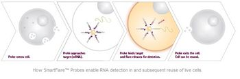 MilliporeSigma - SmartFlare RNA Detection Probes
