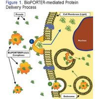 AMSbio - BioPORTER Protein Delivery Reagent