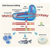 AMSbio - CRISPR/Cas9