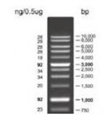 SYNGENE - AccuRuler 1KB DNA ladder