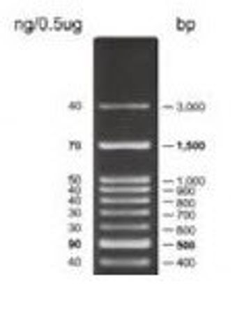 SYNGENE - AccuRuler 100bp DNA ladder