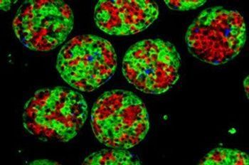 inSphero - 3D InSight Human Pancreatic Microislets