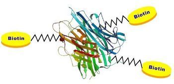 AMSbio - Biotin Labeled Proteins