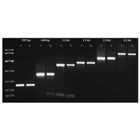 Kapa Biosystems - KAPA3G Plant PCR Kits