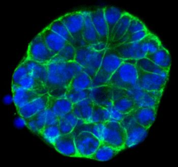 AMSbio - Cultrex Organoid Harvesting Solution