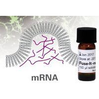 ibidi - Fuse-It-mRNA