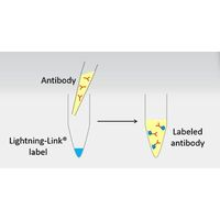 Innova Biosciences - Lightning-Link® Rapid Alexa Fluor® 488